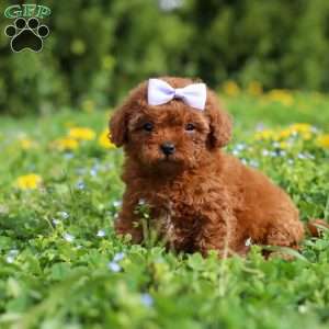 Precious, Cavapoo Puppy